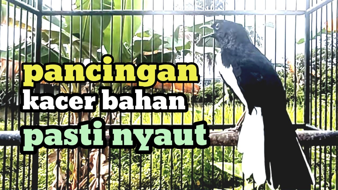 KACER GACOR NGEPLONG TARUNG INI cocok buat pancingan KACER BAHAN KACER MALAS BUNYI PASTI NYAUT
