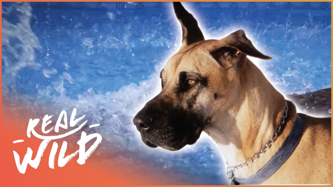Great Danes Save Toddler Who Falls Into Icy Water | Pet Heroes