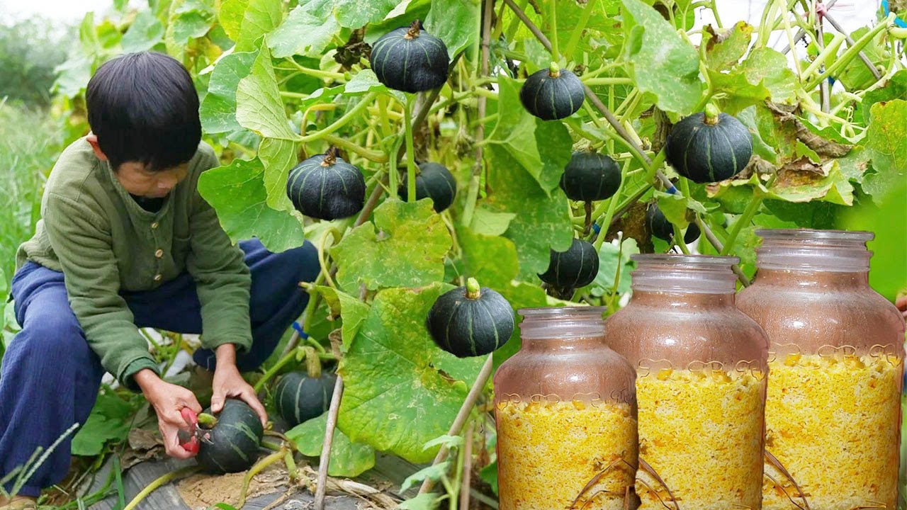 Сладкое вино из ферментированной тыквы и клейкого риса