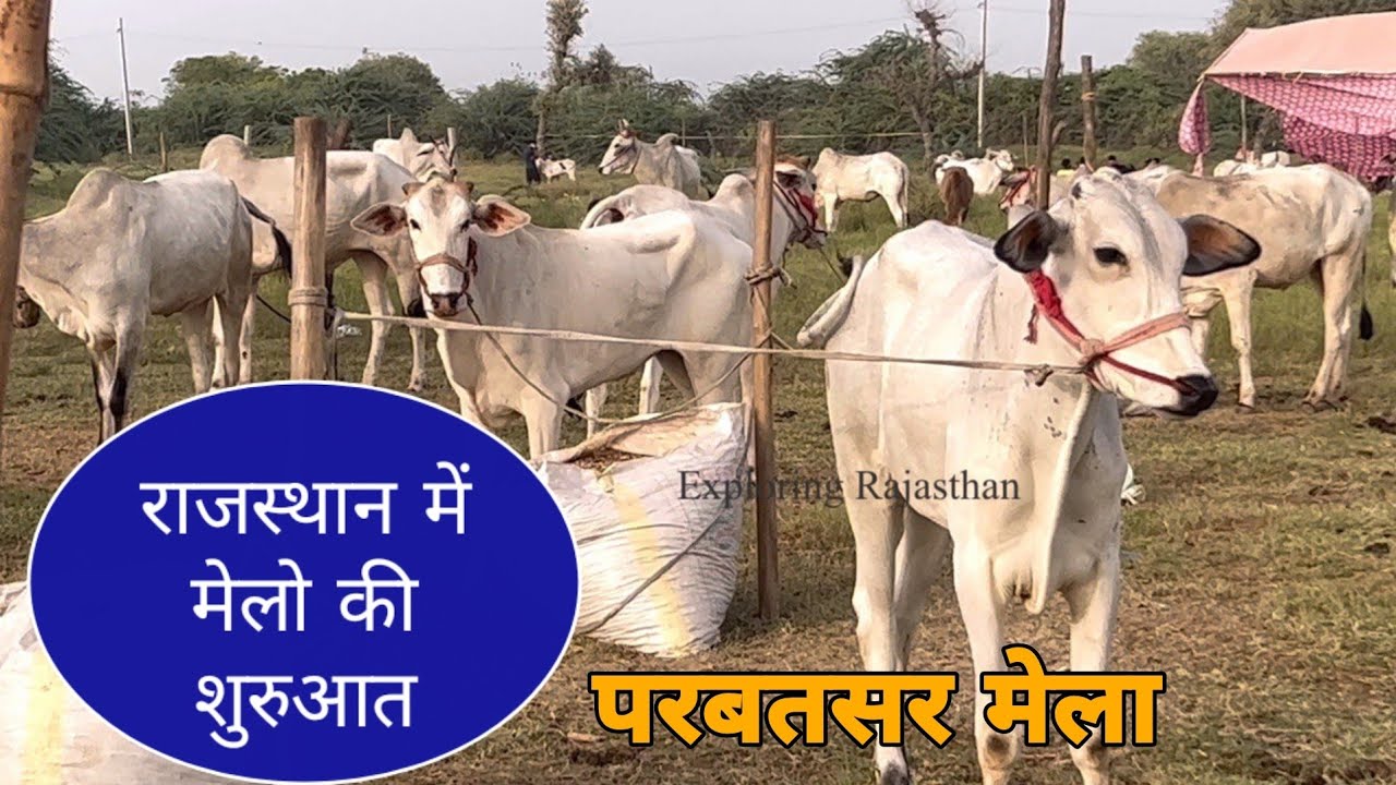 नागोरी बैलों का प्रसिद्ध मेला श्री रामदेव पशु मेला हुआ स्टार्ट