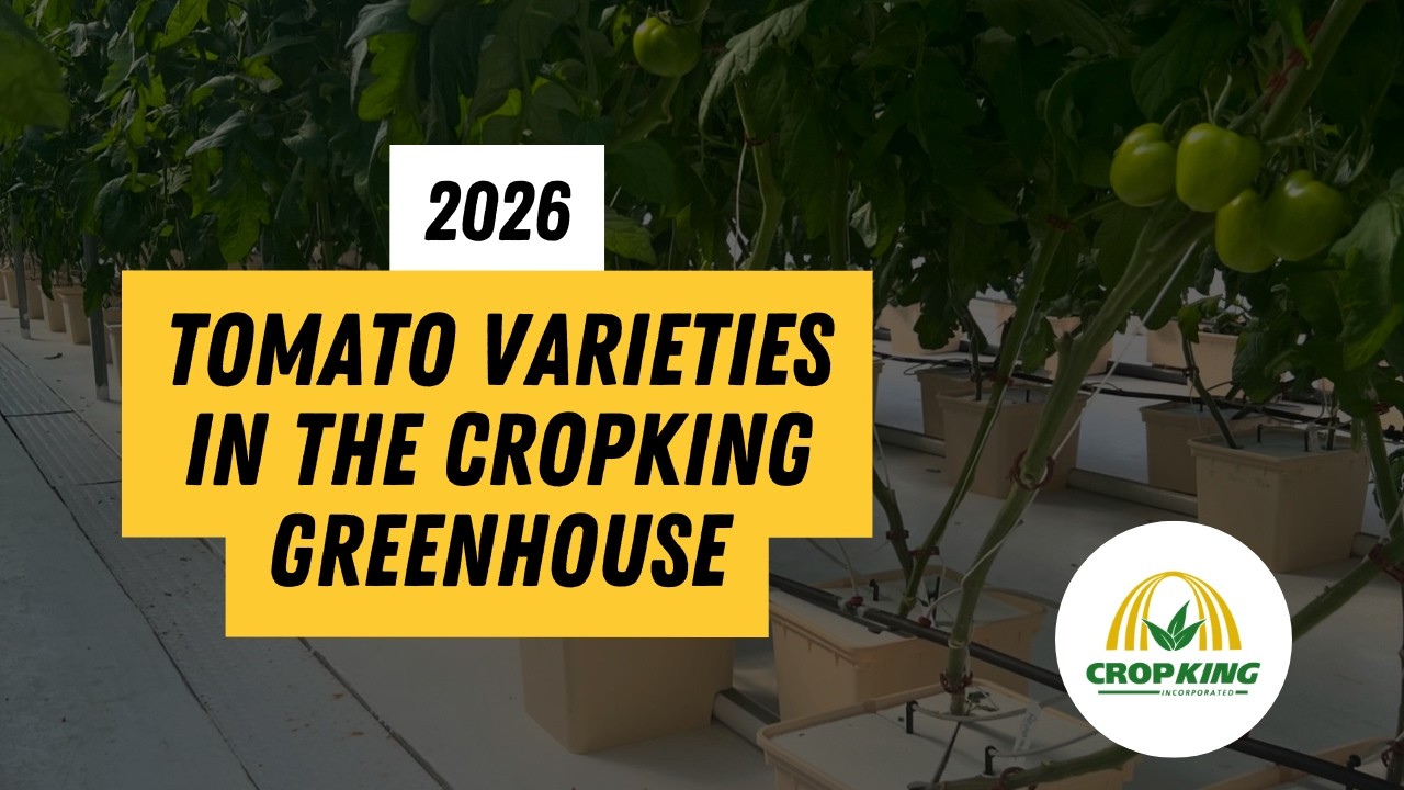 Гидропонные сорта томатов 2026 года | CropKing Inc.
