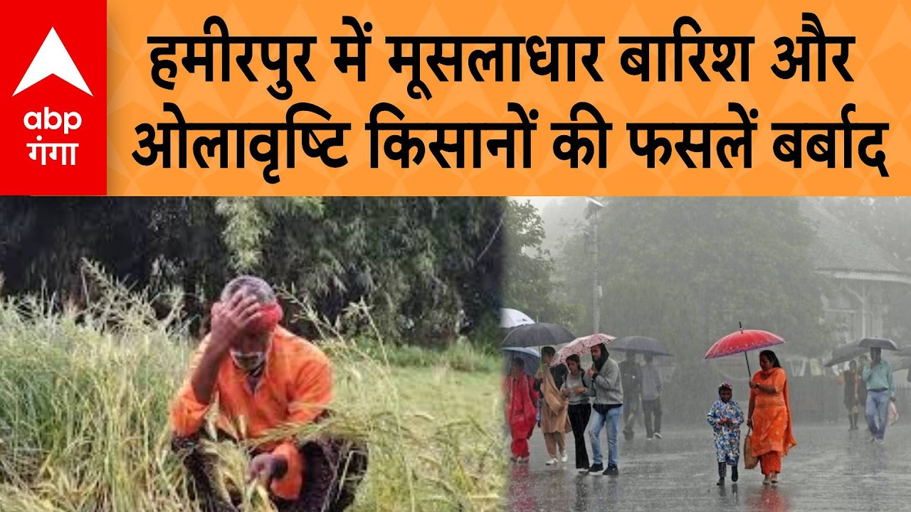 UP Weather: Torrential rain and hailstorm in Hamirpur destroy farmers' crops | ABP GANGA