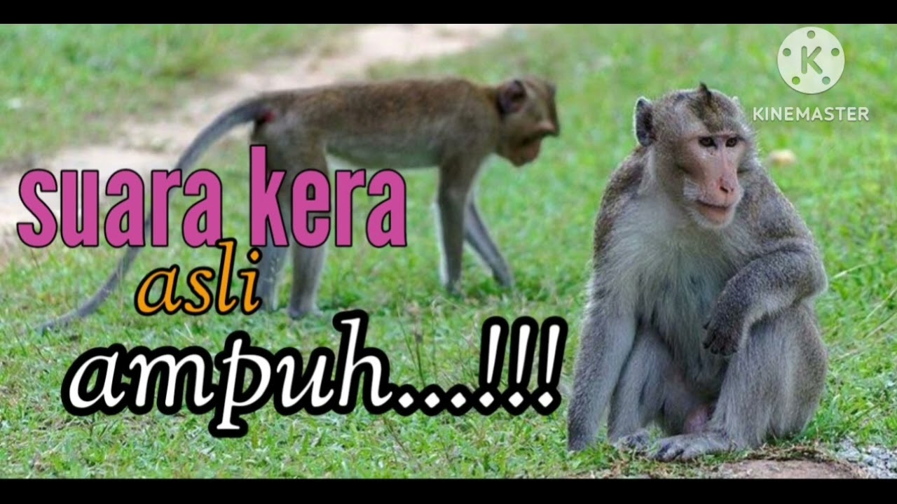 SUARA KERA EKOR PANJANG SANGAT AMPUH..!!!