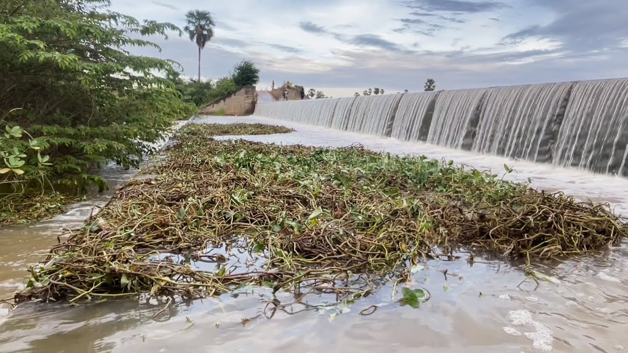 Cleaning up floating plants that clog the drainage dam