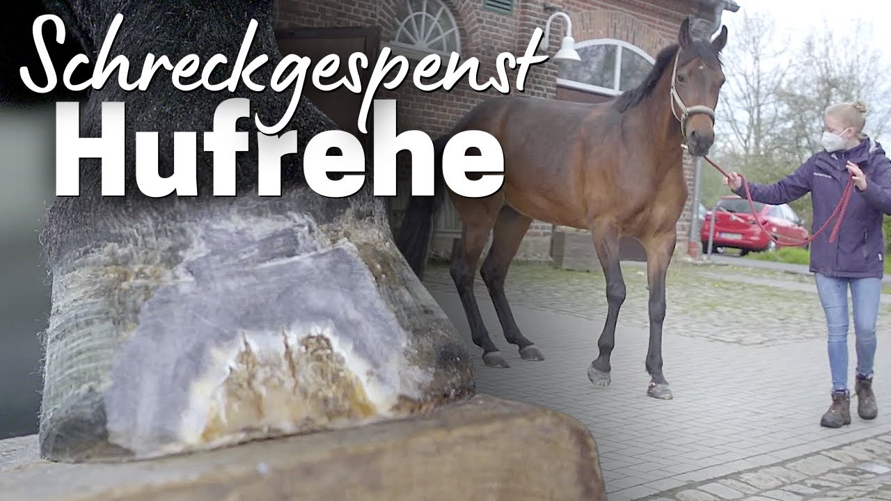 Hufrehe - Schmerzhafte Entz&uuml;ndung der Huflederhaut😲
