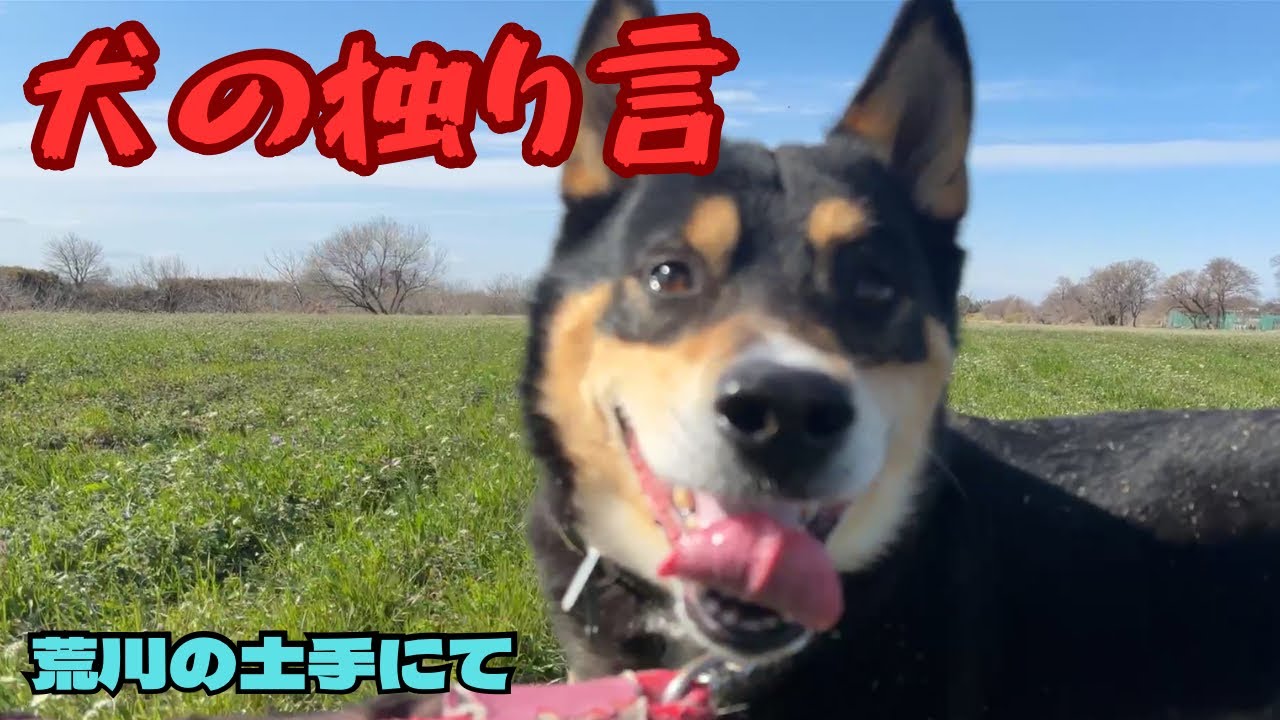 【荒川土手、わんこの独り言】　榎本牧場に隣接する犬の散歩コース