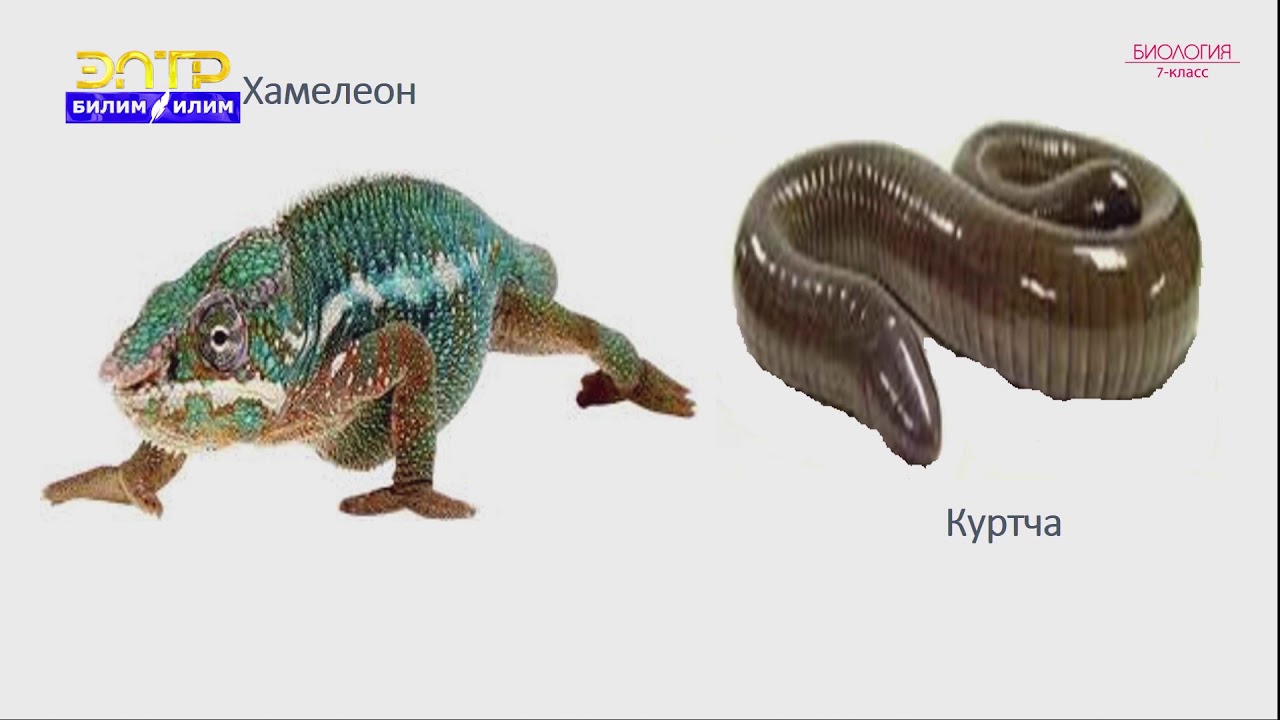 7-класс | Биология  | Жерде сууда жашоочулар классы жана алардын келип чыгышы. Сойлоочулар классы