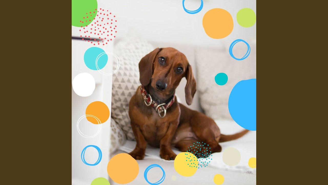 Retro Ambience for Calm Dogs
