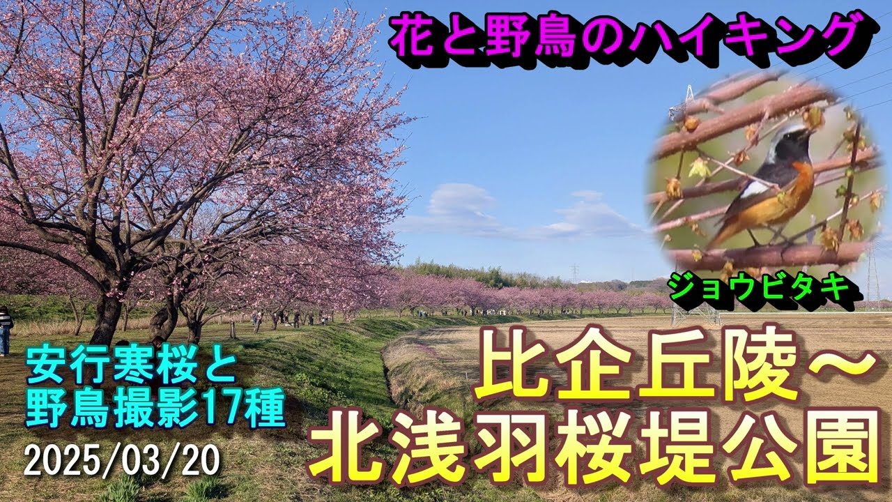 【花と野鳥のハイキング】比企丘陵と北浅羽桜堤公園