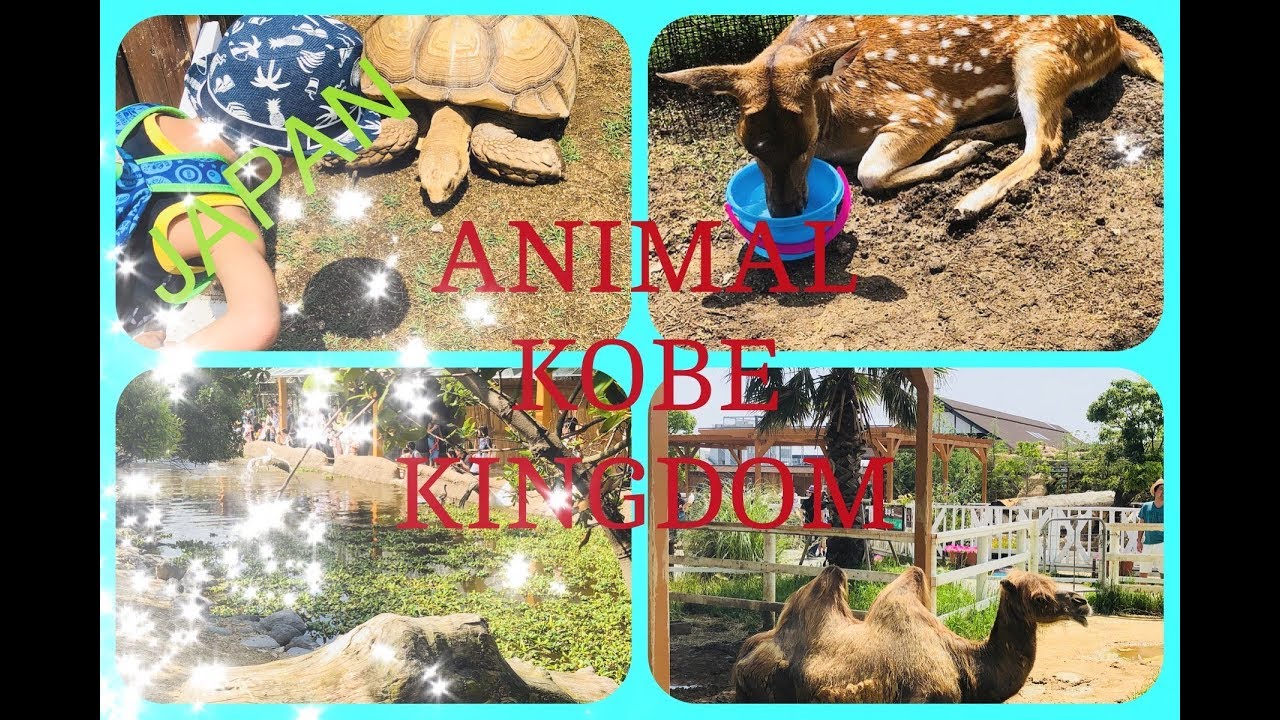 Visitando PARQUE DE ANIMALES en JAPON/ KOBE ANIMAL KINGDOM