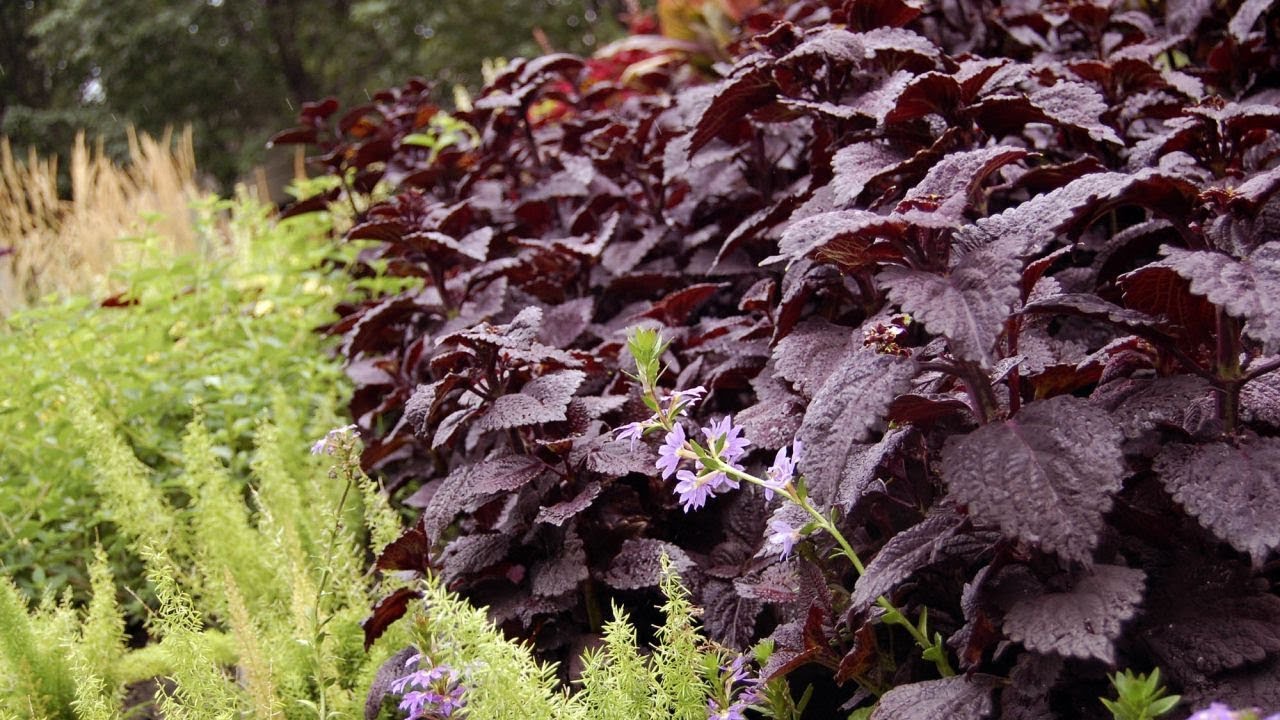 Características del shiso o perilla frutescens - Bricomanía