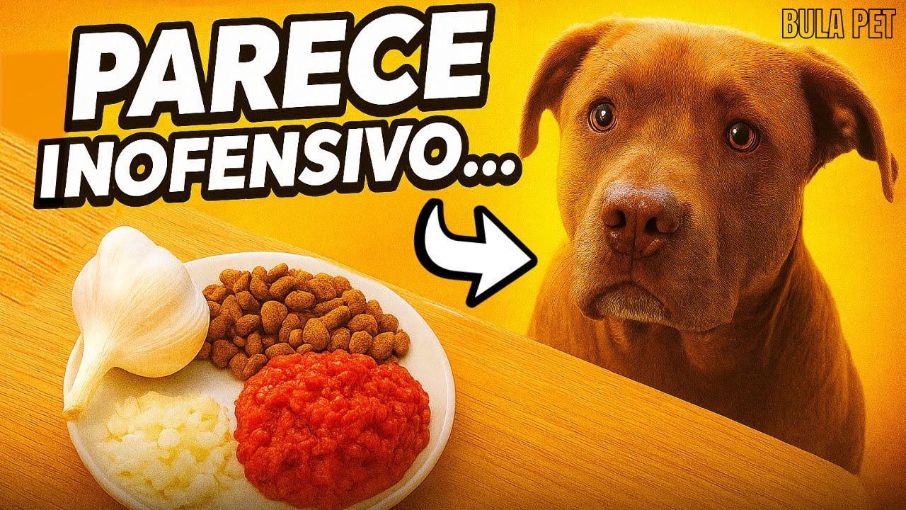 ALHO E CEBOLA PARECEM INOFENSIVOS… MAS ESSES ALIMENTOS PODEM MATAR SEU CACHORRO!