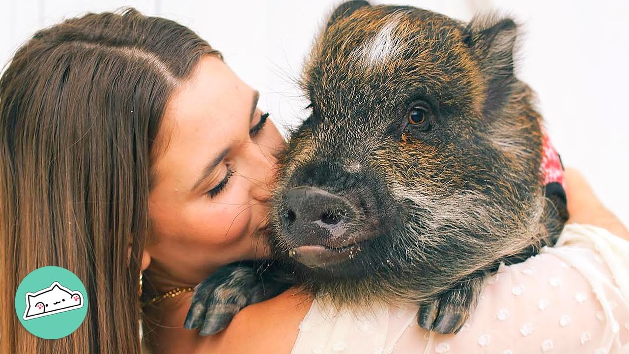 Clingy Pig Can't Stop Asking For Attention. This Lady Found A Way To Help | Cuddle Buddies