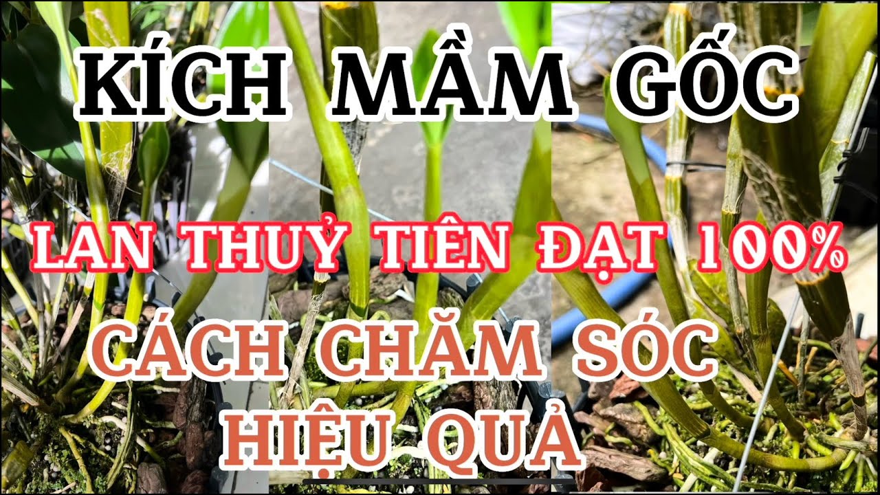 Kích Mầm Gốc Lan Kiều ( Thủy Tiên) Và Cách Phòng Bệnh Hiệu Qủa- LAN RỪNG LÂM ĐỒNG