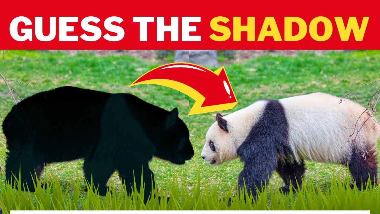 Shadow Challenge: Guess the Animal Before Time Runs Out!