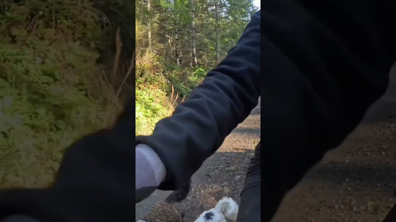 Paw-some Adventures: A Dog's Journey Through the Great Outdoors 