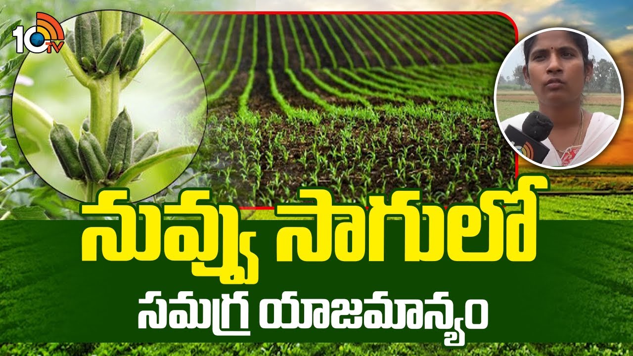 Sesame Crop Cultivation | నువ్వు సాగులో సమగ్ర యాజమాన్యం | Matti Manishi | 10TV