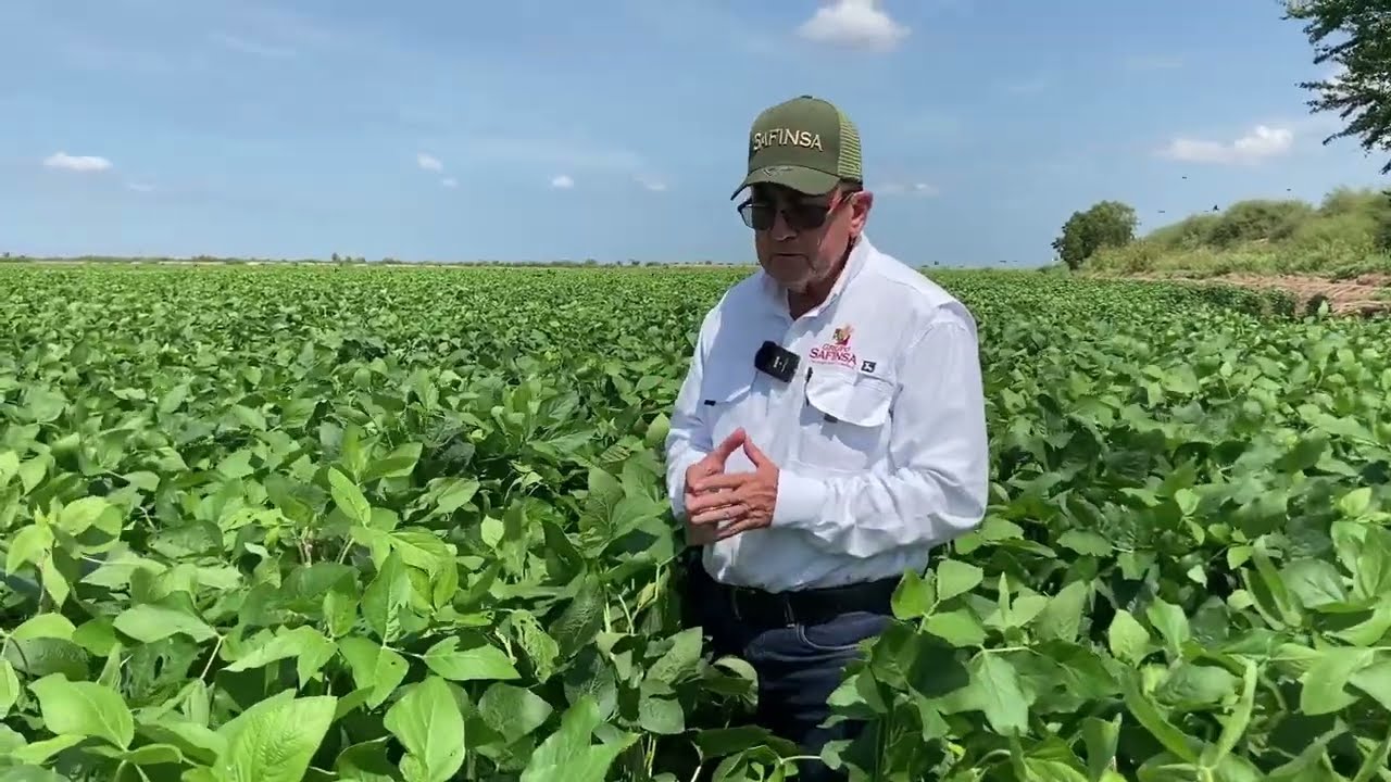 CULTIVO DE SOYA🌱 / ETAPA DE FLORACIÓN ✅