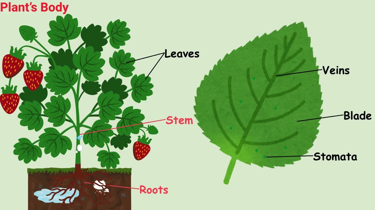 Science (EVS)  | Plant's Body | Kids Learning