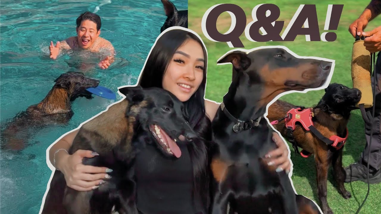 Q & A WITH MY DOBERMAN AND BELGIAN MALINOIS l ASK ME ANYTHING!