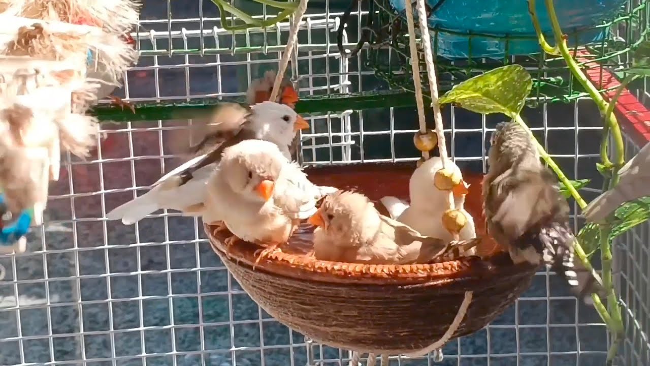 Zebra Finch's splish splash fun