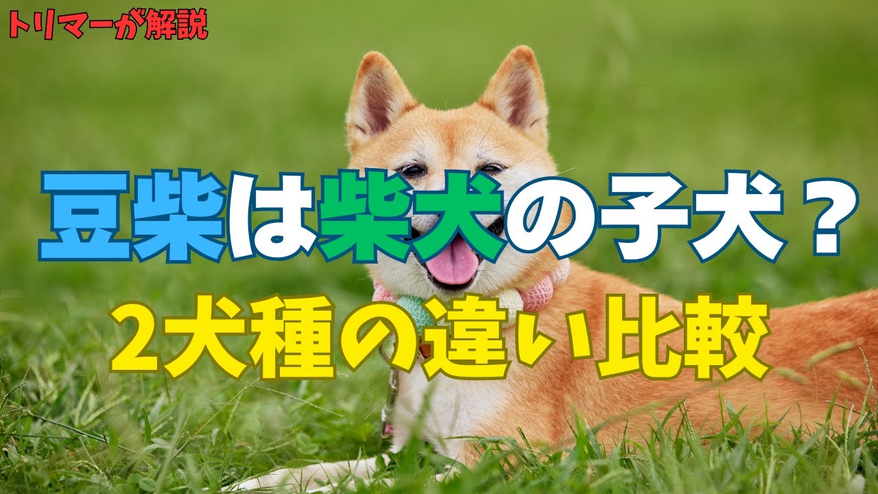 豆柴は柴犬の子犬じゃない？見た目そっくりな2犬種の違いを徹底比較！