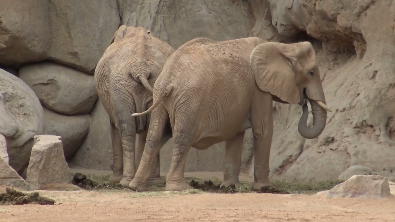 Un Paseo por Bioparc Valencia: La Magia de la Naturaleza Africana