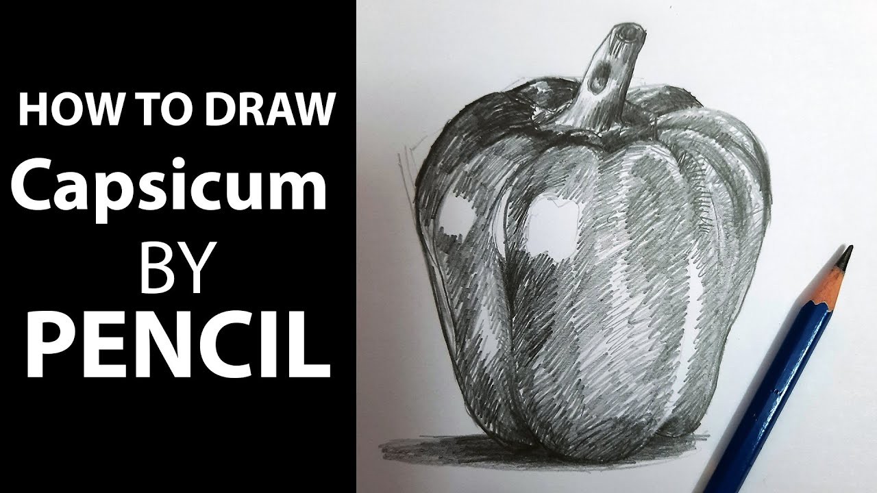 How to draw bell pepper drawing by pencil step by step | bell pepper drawing | pencil sketch