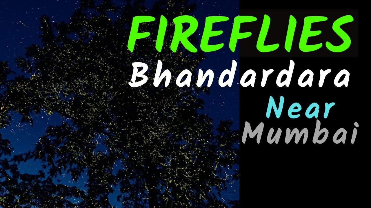 Bhandardara Fireflies Festival June 2025 | Camping Near Mumbai | Family | Kids |