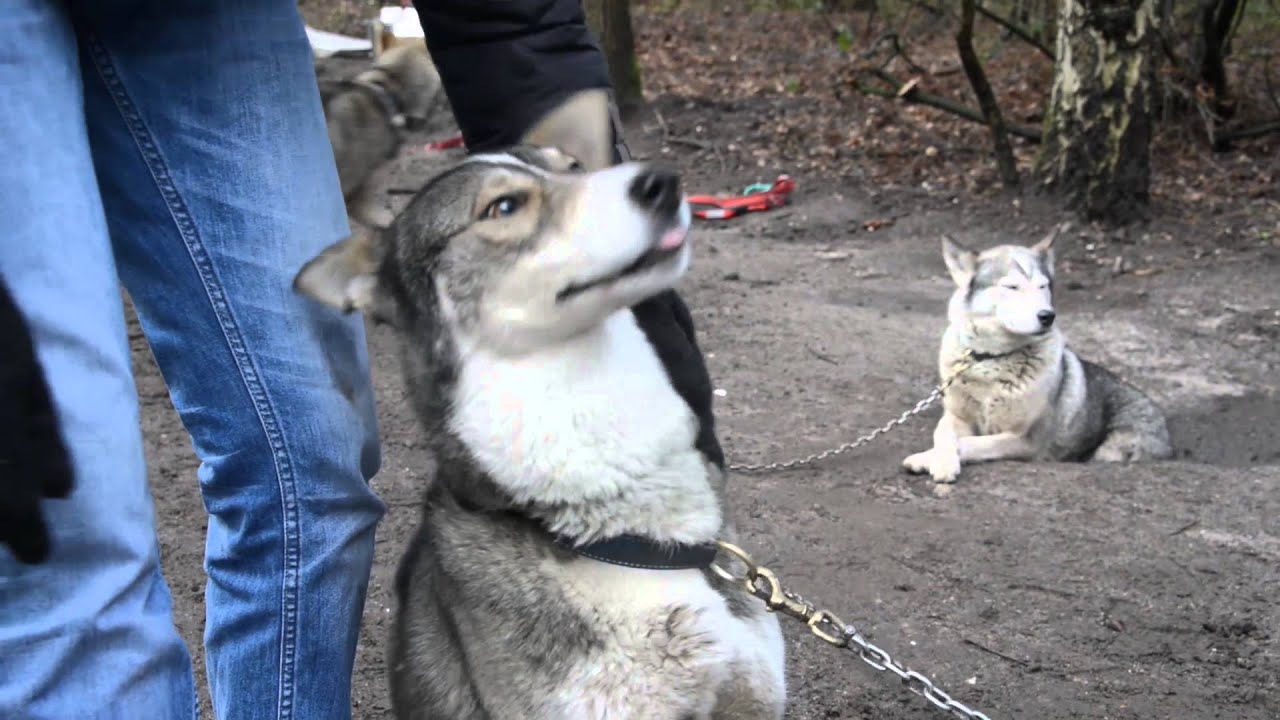 2016 Lowland Pack, een dag met de sledehonden