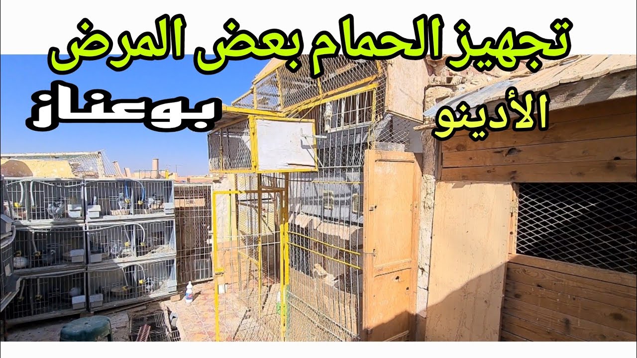 تجهيز الحمام الزاجل لتداريب بعد معاناة نيوكاسل و الادينو والحمام الخينيسي بدء ينتح