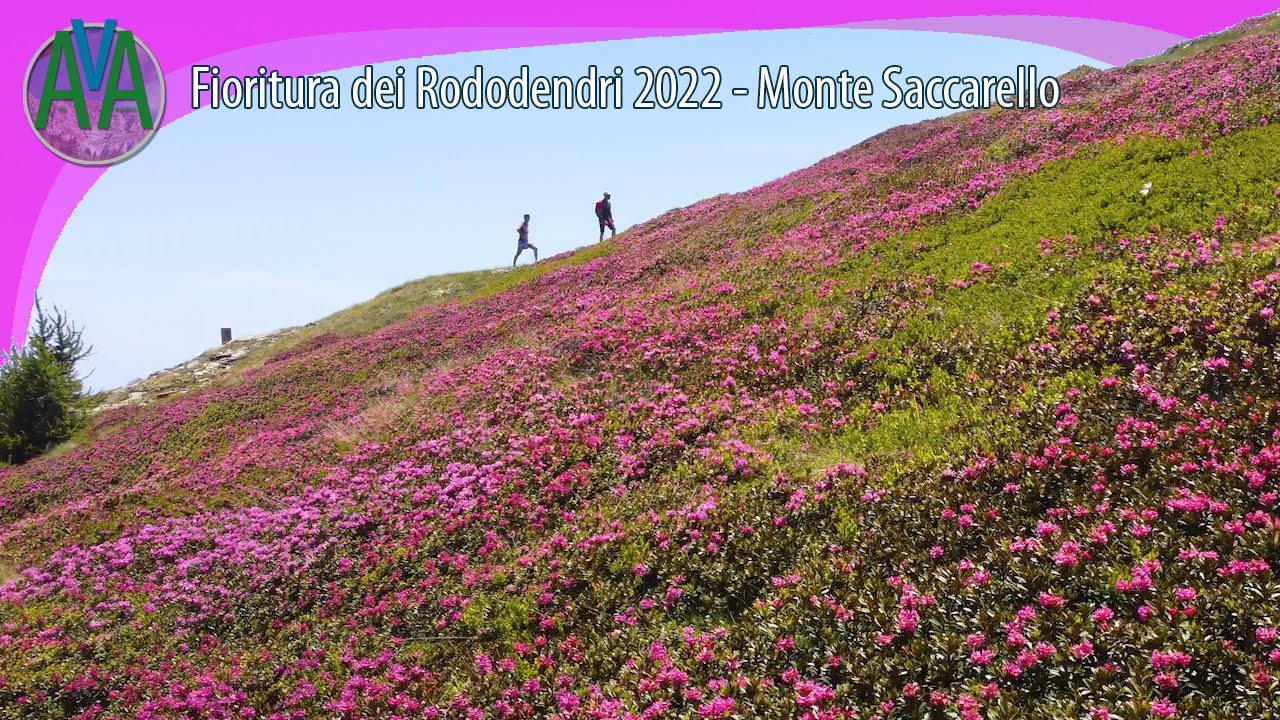 Fioritura dei Rododendri 2022 - Monte Saccarello