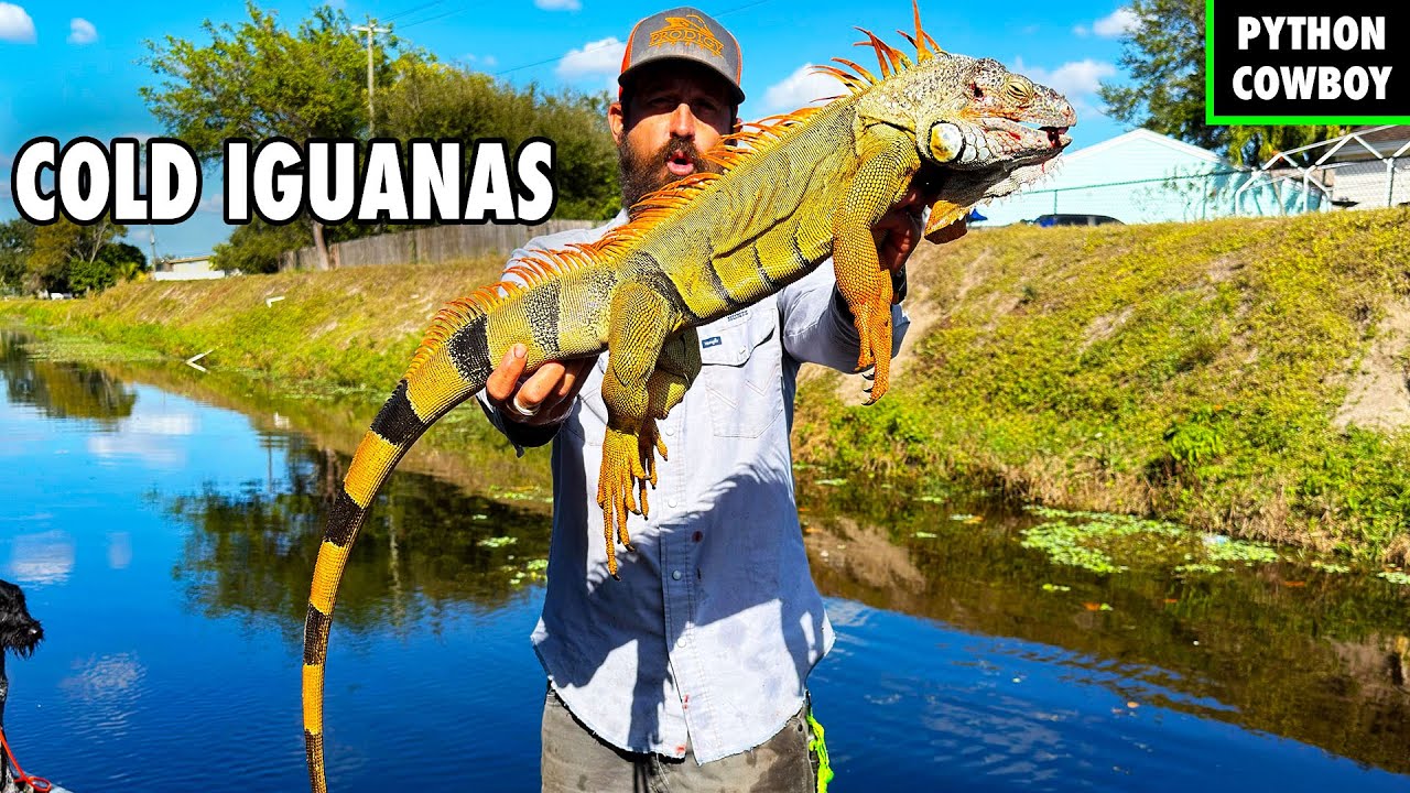 The Truth About Cold Iguanas In Florida
