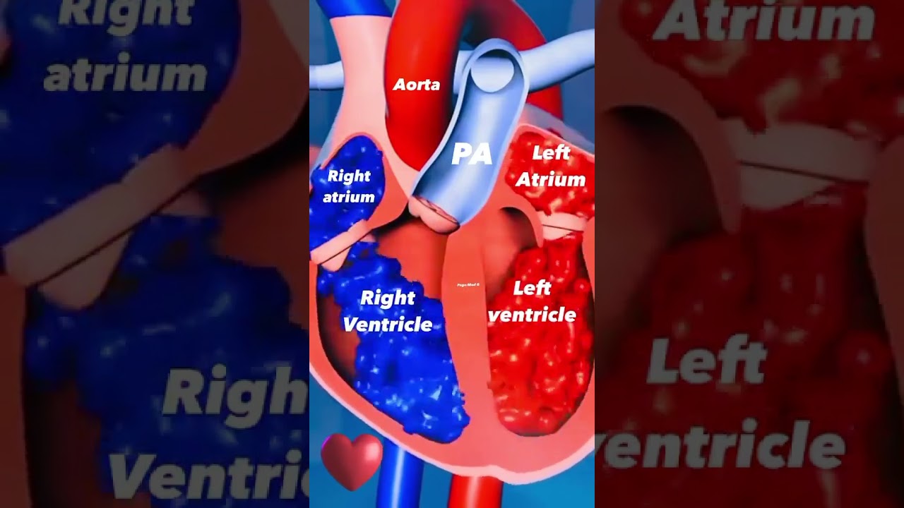 THE HEART AND ITS FOUR CHAMBERS: