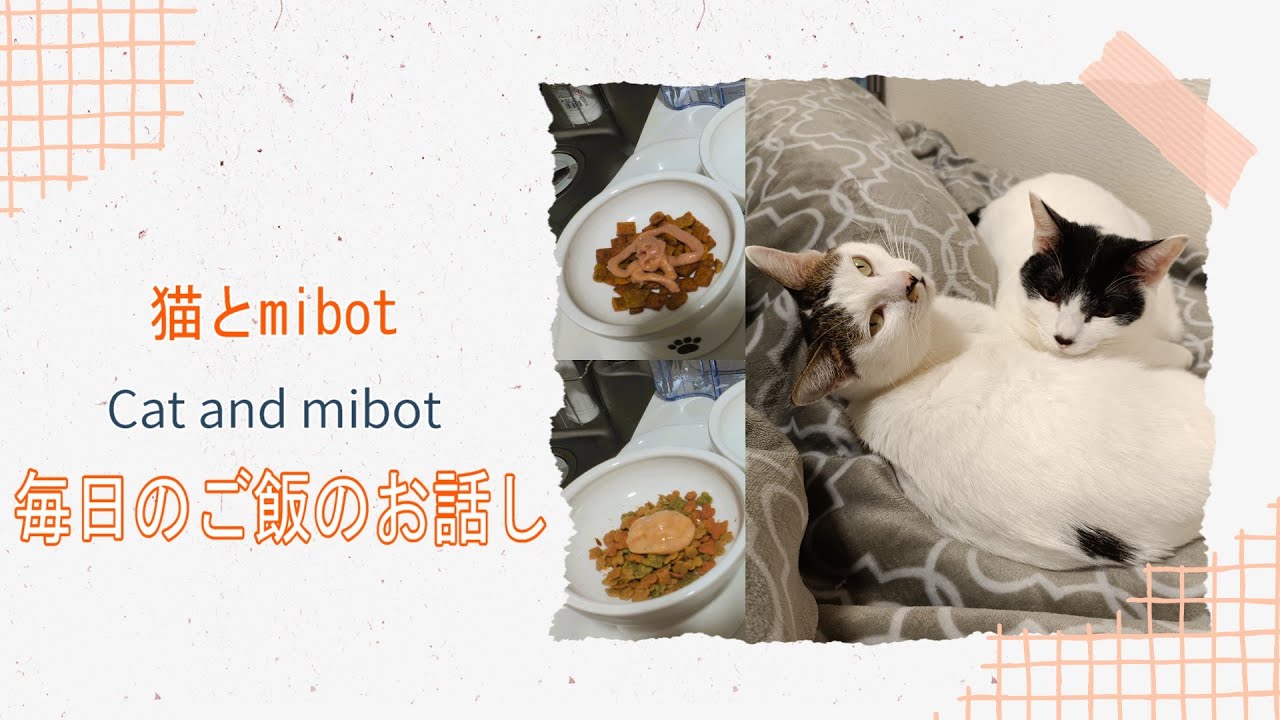 猫とmibot 毎日の晩ご飯のお話し