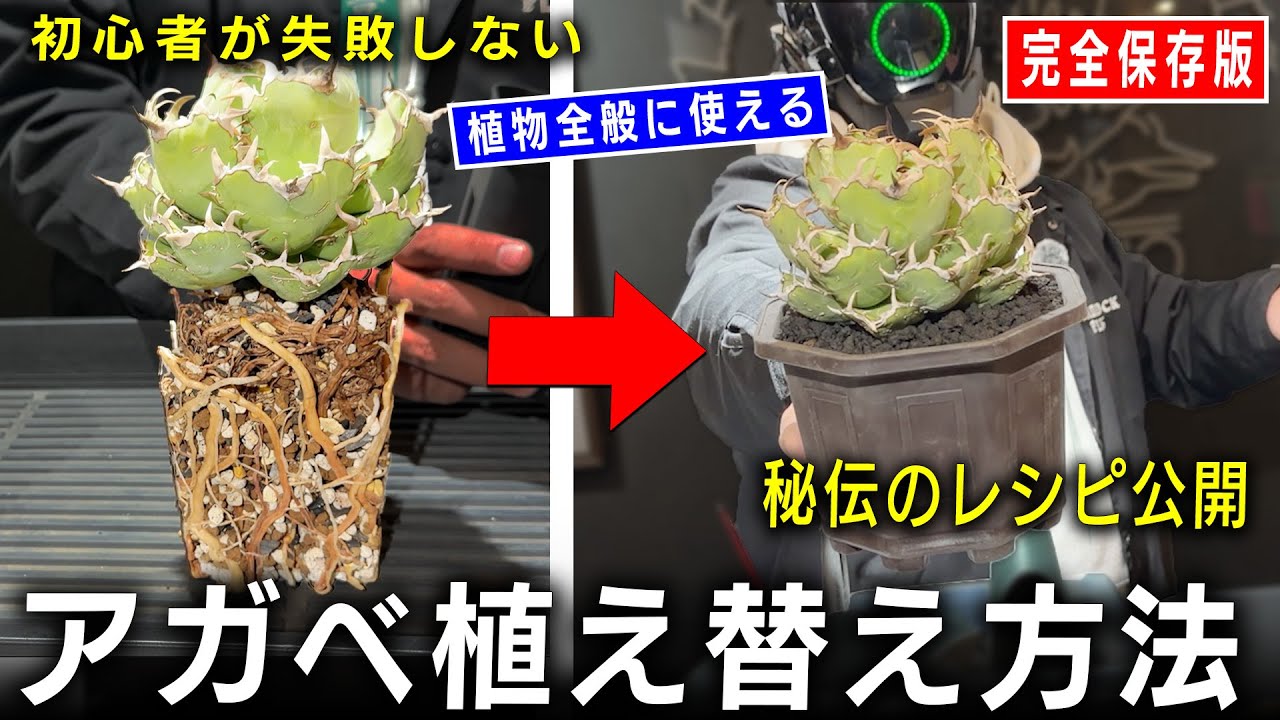 【完全版】初心者が絶対に失敗しないアガベ植え替え方法【観葉植物】【ROCKさん】【園芸】【PLANET ROCK PLANTS】