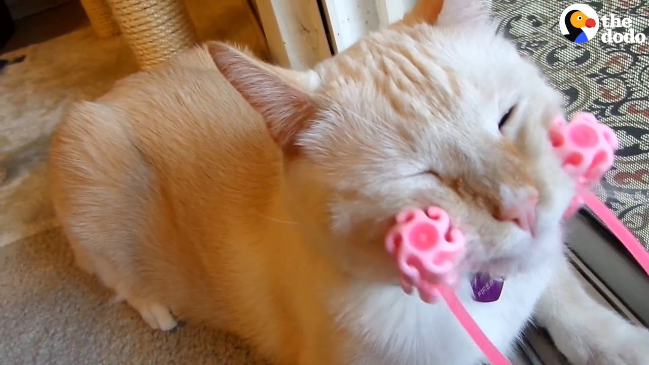 Cat Is LOVING His New Massage Toy