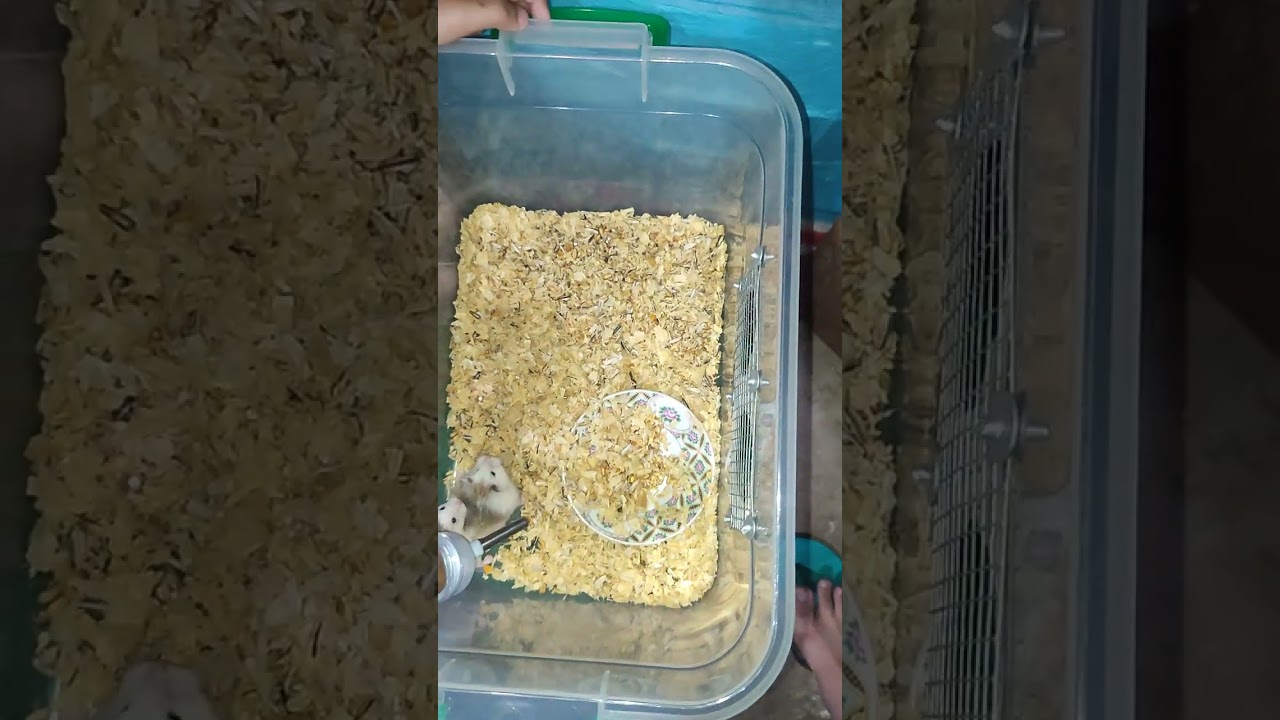 TAMANG PAG HAWAK NG HAMSTER 🐹 FT: NITNIT MAKULIT 😁😁😁