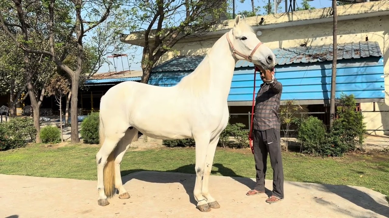 Visit to Marwari horse stud farm 