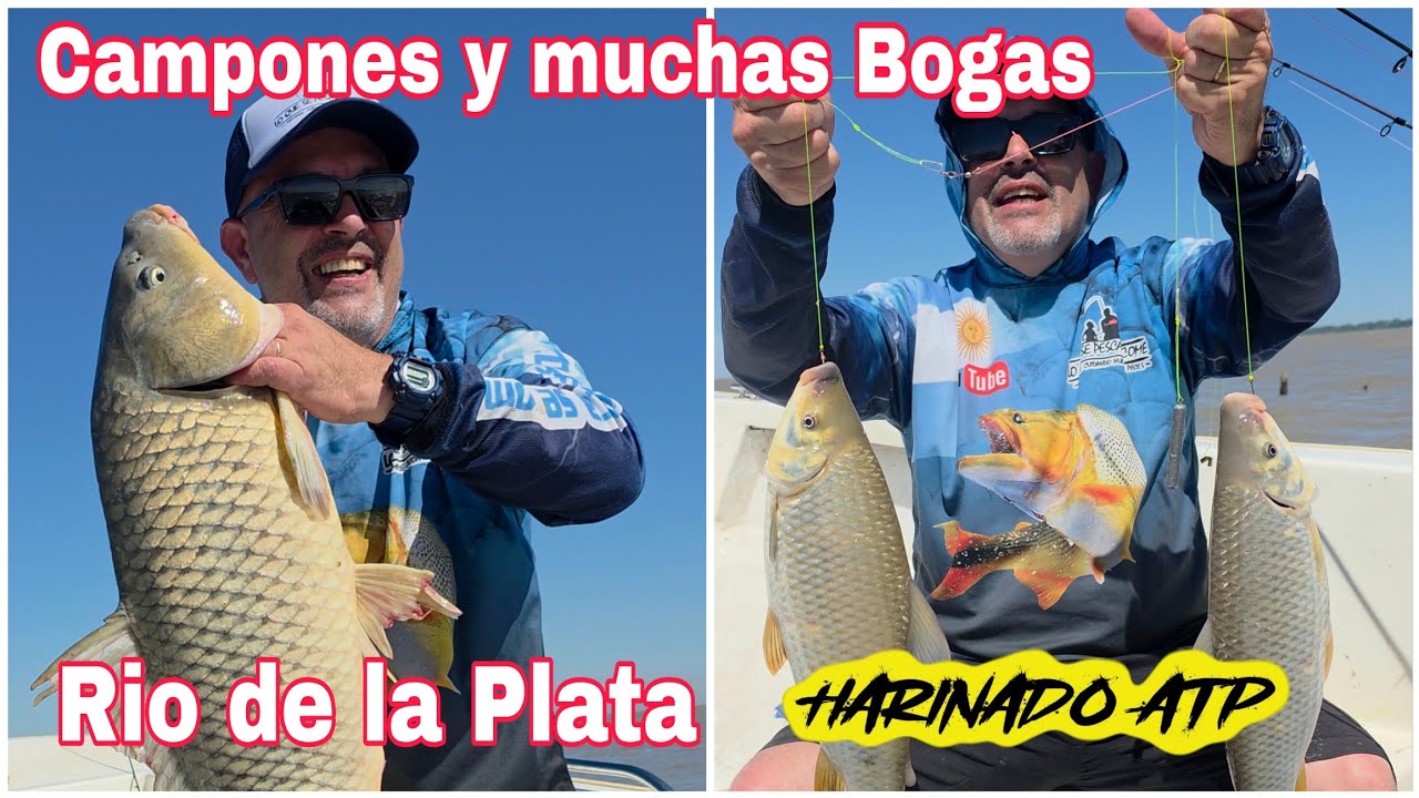 CARPONES Y MUCHAS BOGAS en el Río de la Plata, Berisso BS AS.  Terrible PESCÓN con #harinadoatp 🔥🔥