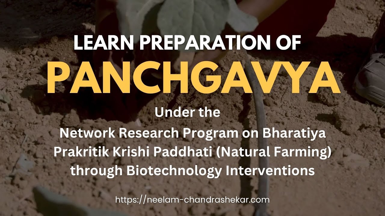 Learn how to prepare Panchgavya in the easiest way #ncmn_lab