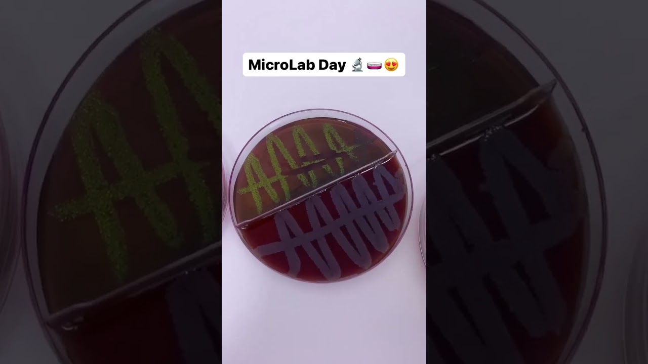 #MicroLab Day 🔬🧫😍 #biology #biologicalresearch #microbiology