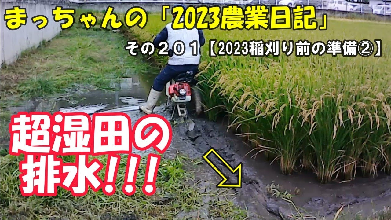 その２０１【2023稲刈り前の準備②】超湿田の排水!!!