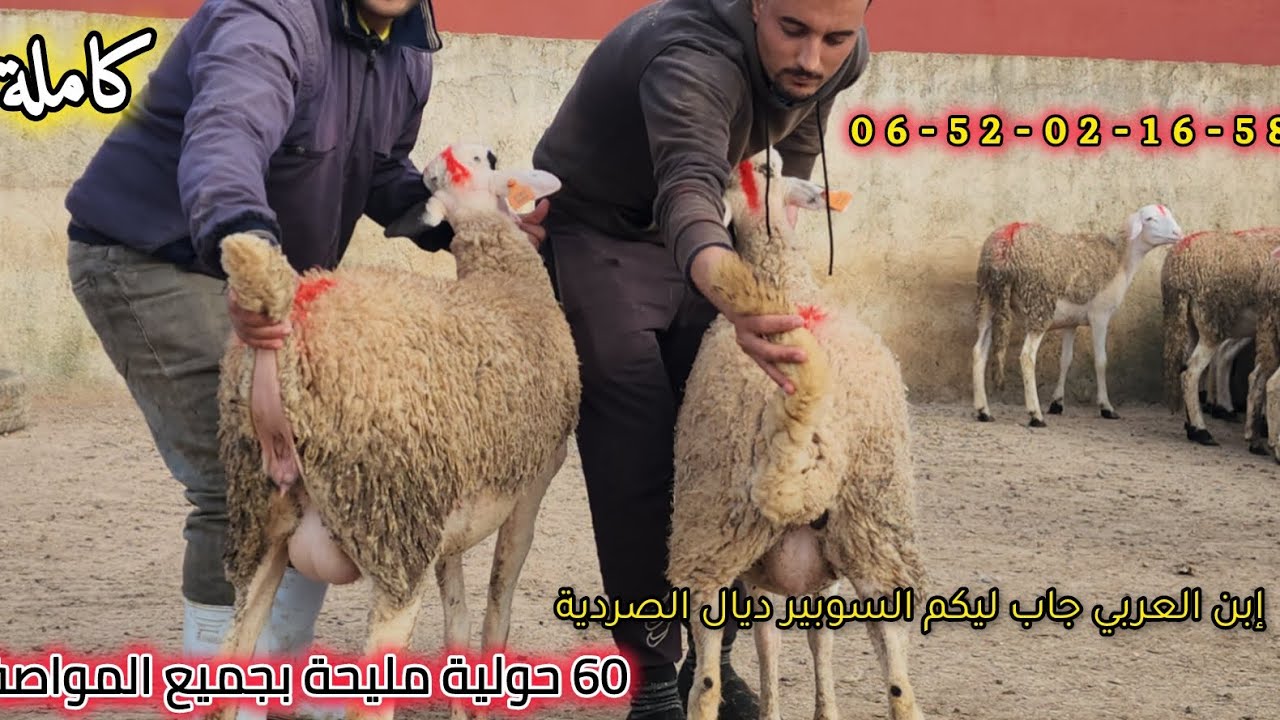مباشرة من كيسر 60 حولية مليحة وضارة للبيع عند ولد العربي 0652021658