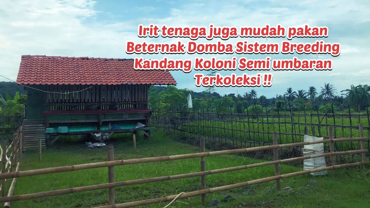 TERNAK DOMBA SISTEM BREEDING KANDANG KOLONI SEMI UMBARAN TERKOLEKSI COCOK UNTUK KELAS PEGAWAI