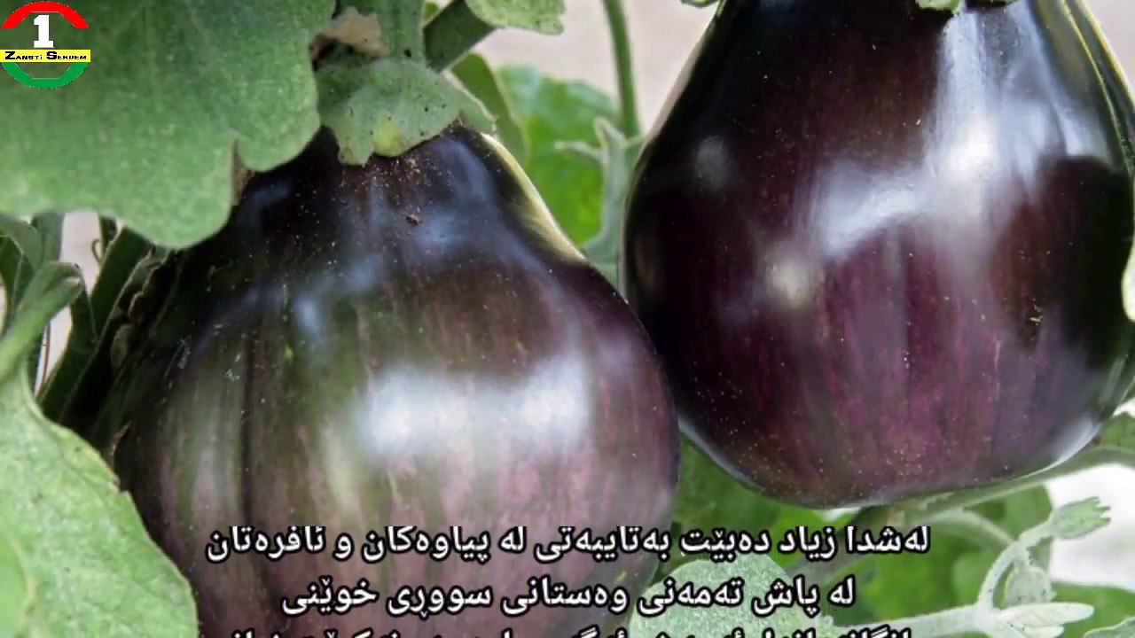 سودی باینجان