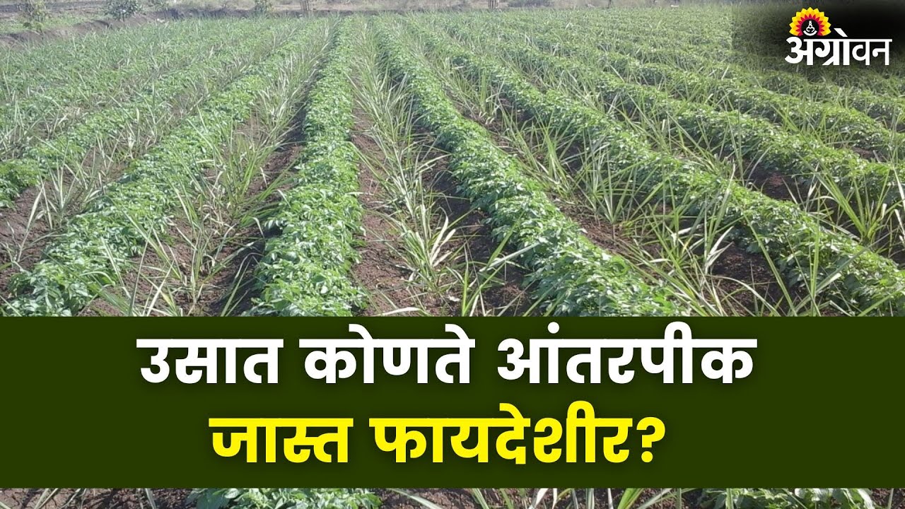 Sugarcane Intercropping : बोनस उत्पादनासाठी उसात हे आंतरपीक घ्या |Agrowon | ॲग्रोवन