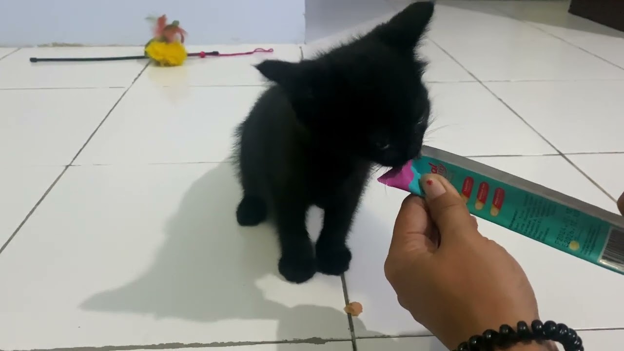 This Happy Kitten Can&rsquo;t Get Enough of a Tuna Snack