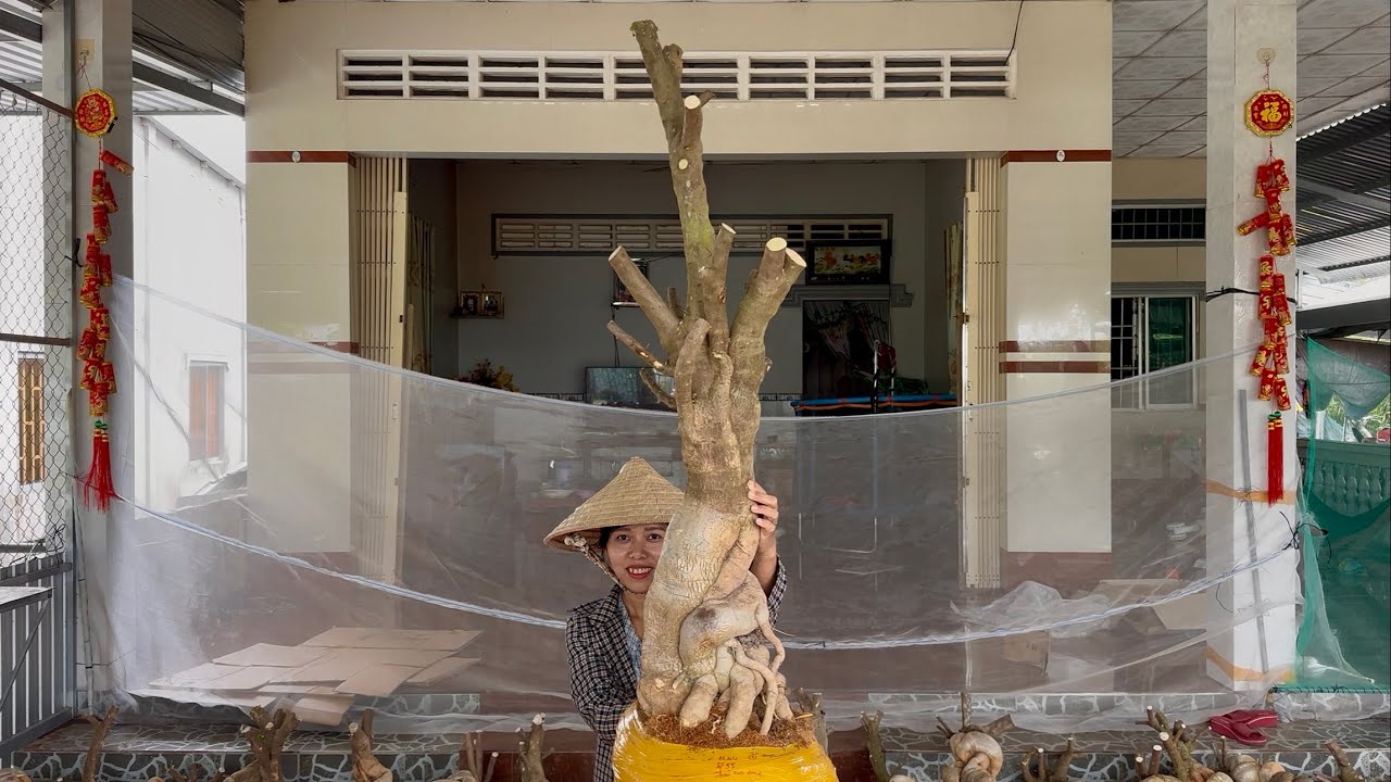 Phôi hoa giấy mỹ chào bán cây siêu to đẹp, nhiều dáng bonsai, Ship toàn quốc☎0939.421.599 Hương Đoàn