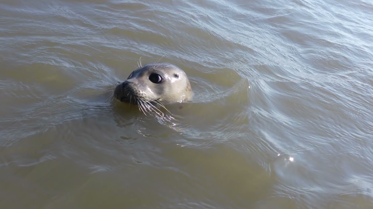 That has never happened to me before - A seal followed us on the Elbe River 20km!